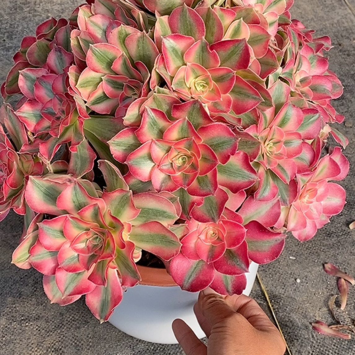 法师锦法师锦法师锦