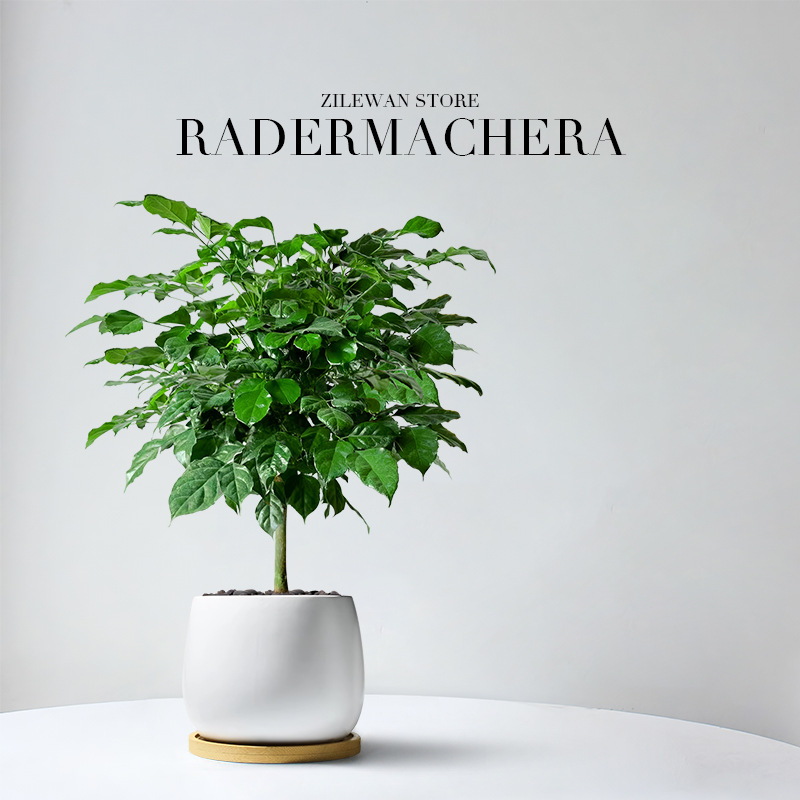 幸福树平安树盆栽桌面绿植办公室内好养活盆景独杆棒棒糖造型植物