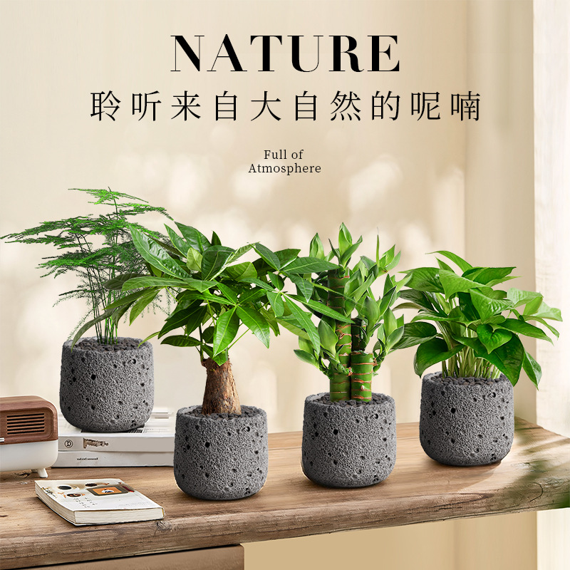 【3件包邮】发财树盆栽六月雪沙漠玫瑰罗汉松盆景植物桌面绿植四季