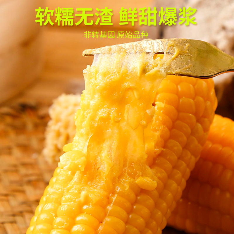 东北黄糯玉米新鲜真空糯玉米整箱批发学生主妇必备早餐早安苞米