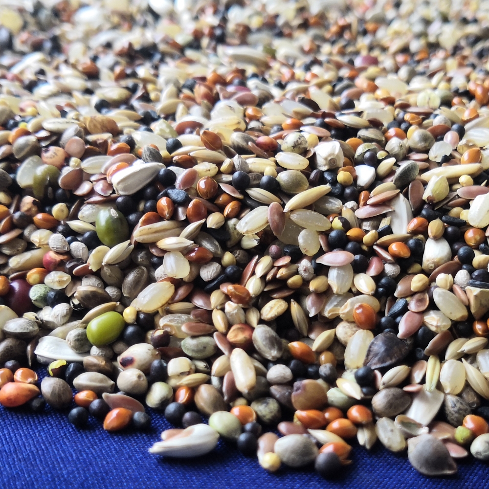 魔鬼饲料鸽粮鸽子斑鸠饲料鸽子食物饲料营养斑鸠幼鸽信鸽赛鸽鸽粮