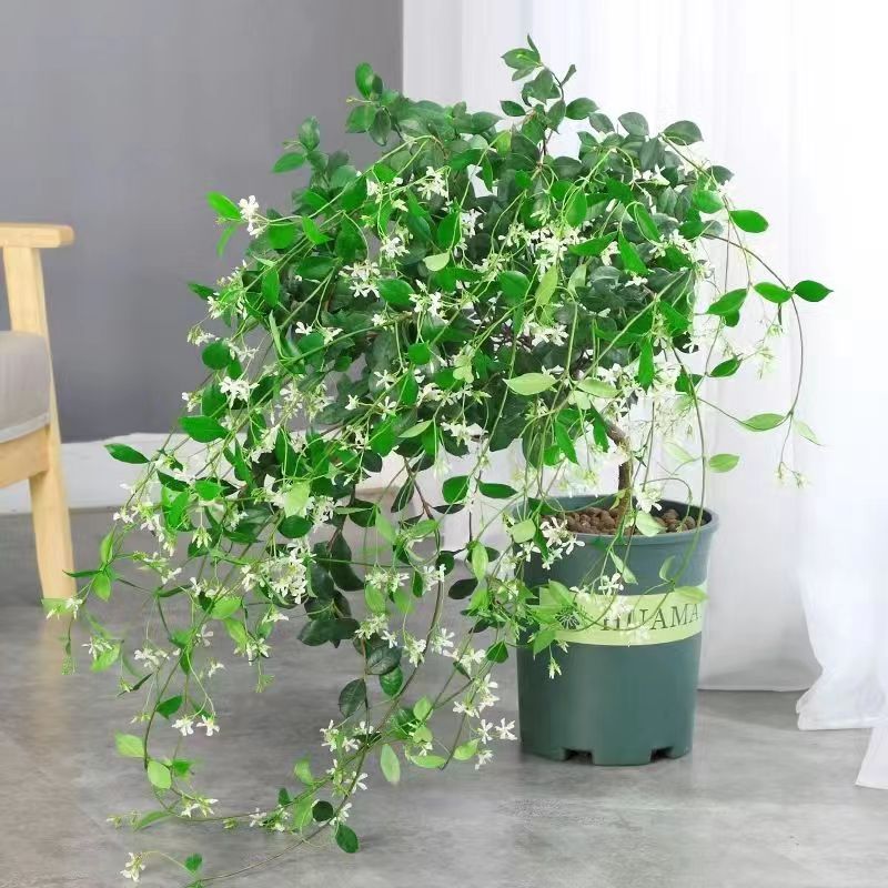 风车茉莉四季常青盆栽爬藤花卉络石藤垂丝阳台庭院围墙耐寒浓香型
