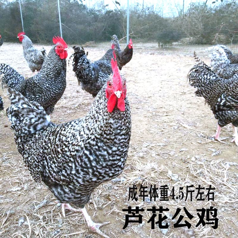 芦花鸡童子鸡肉质鲜美顺丰生鲜发货（以直播为准）养殖场直发