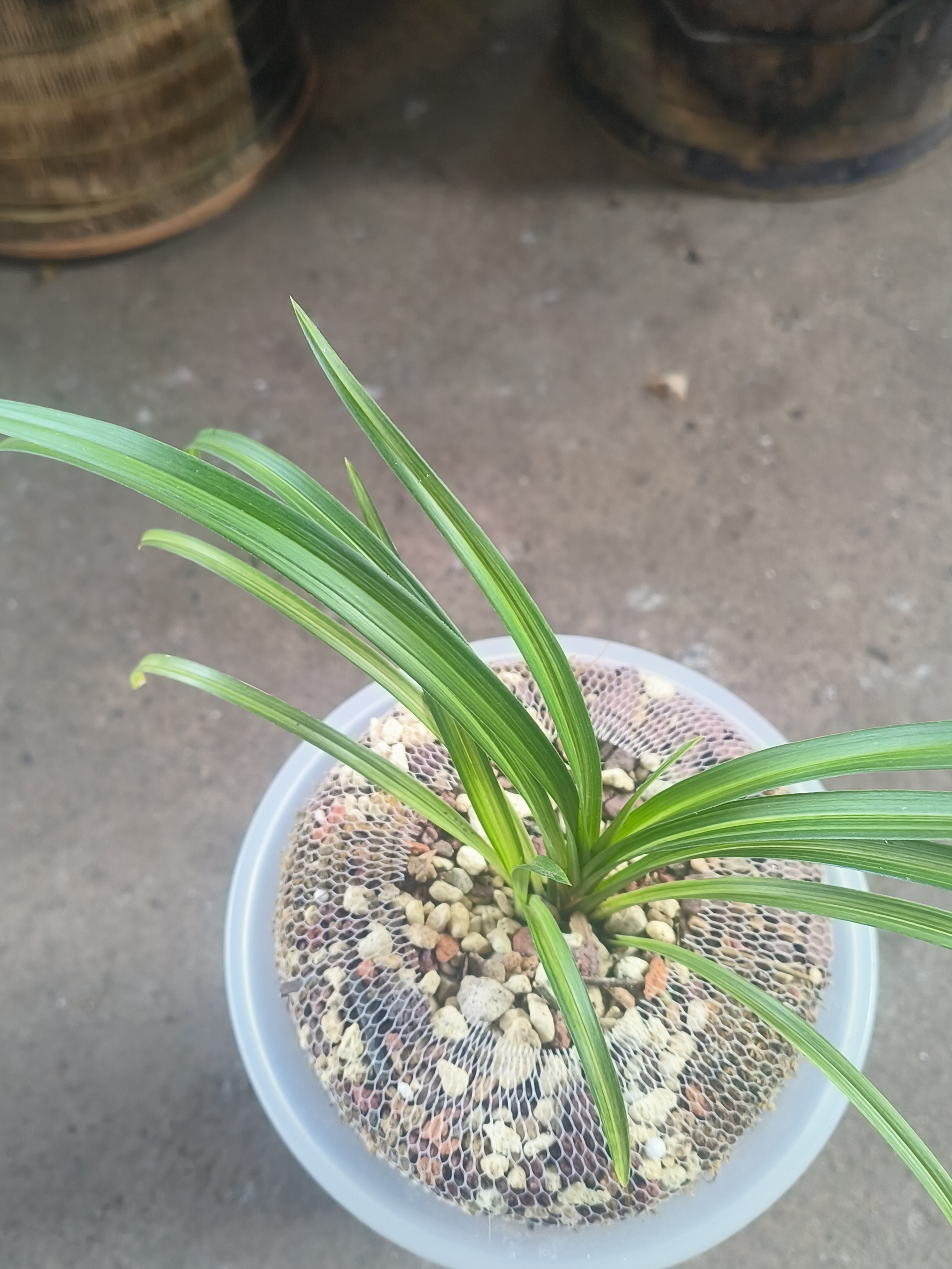 兰花新种送春缟艺