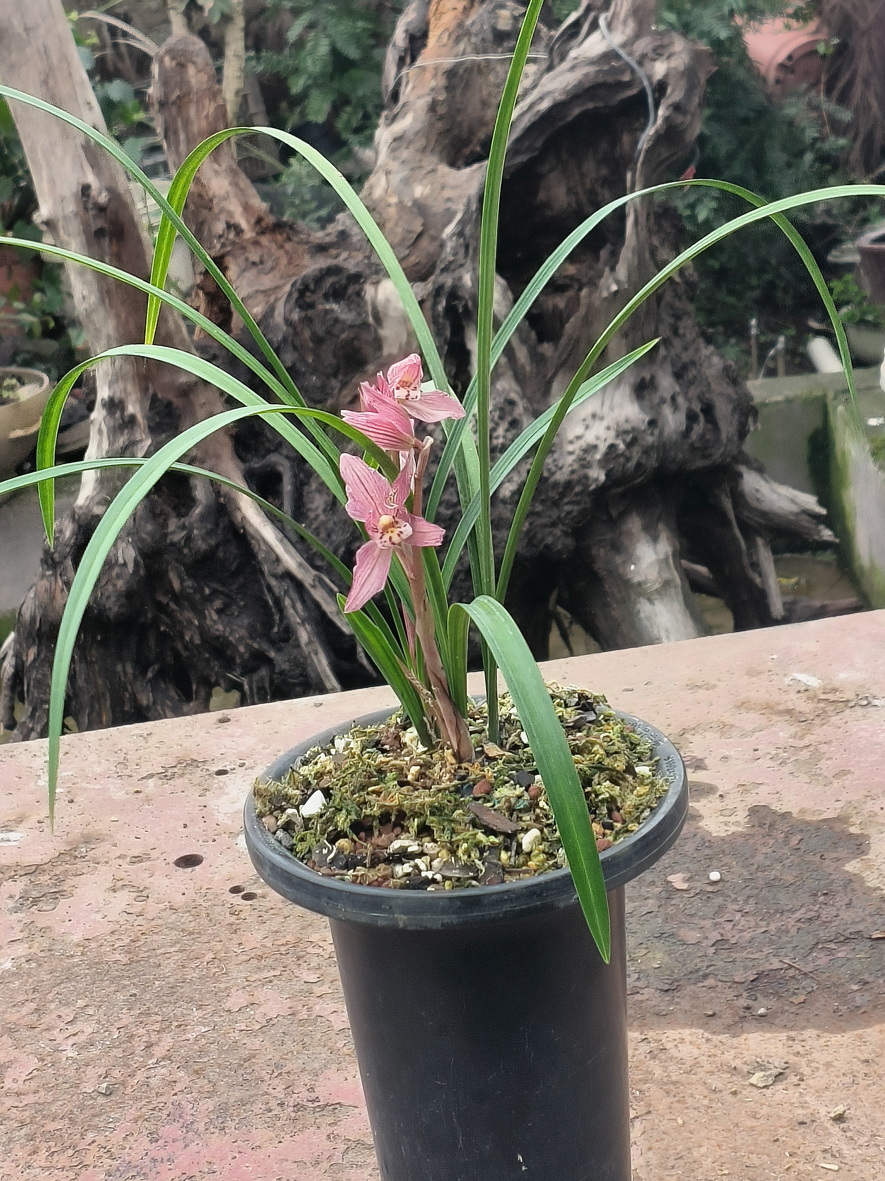 兰花春剑蝉翼红花