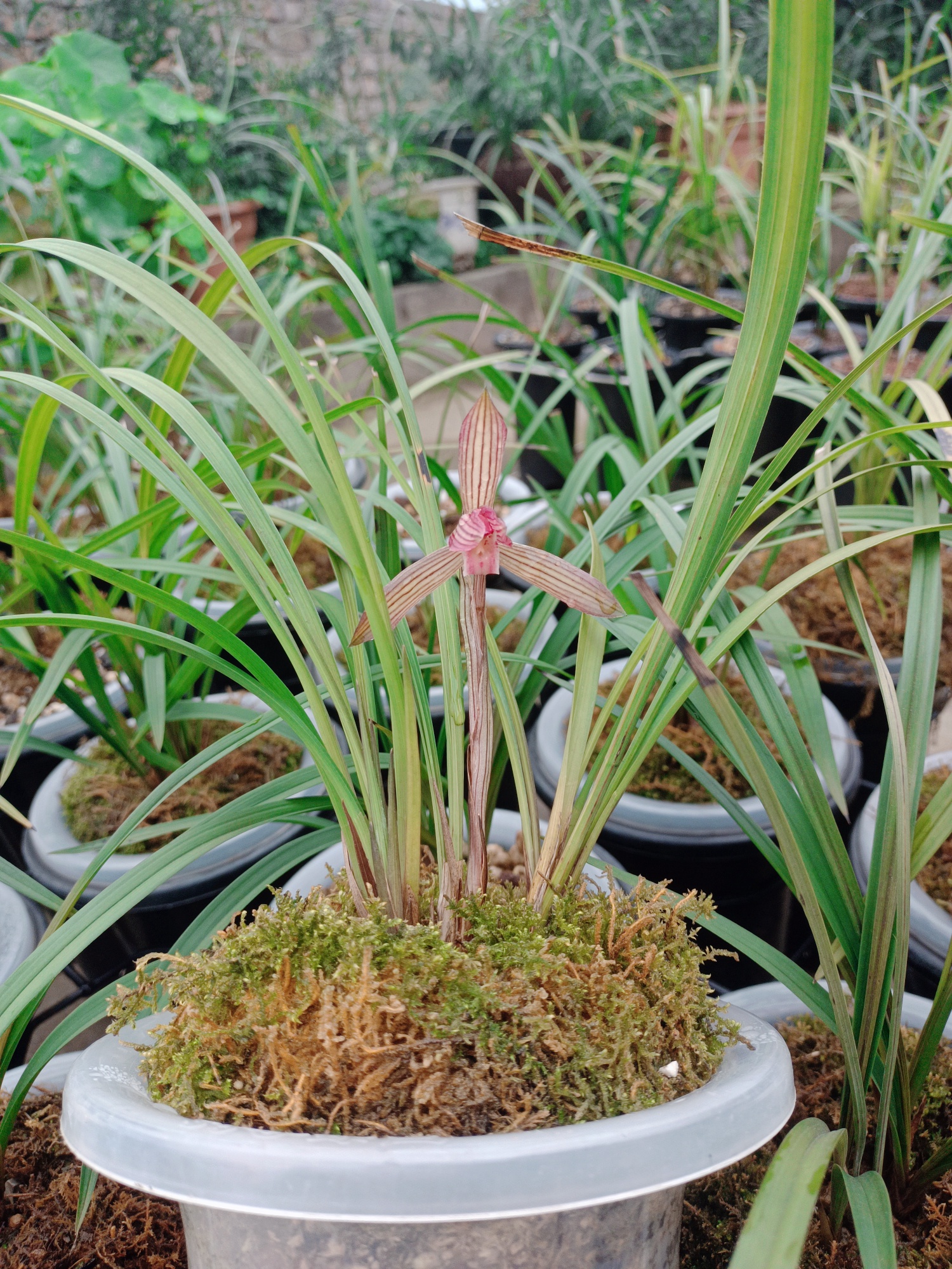 兰花春兰新种红素