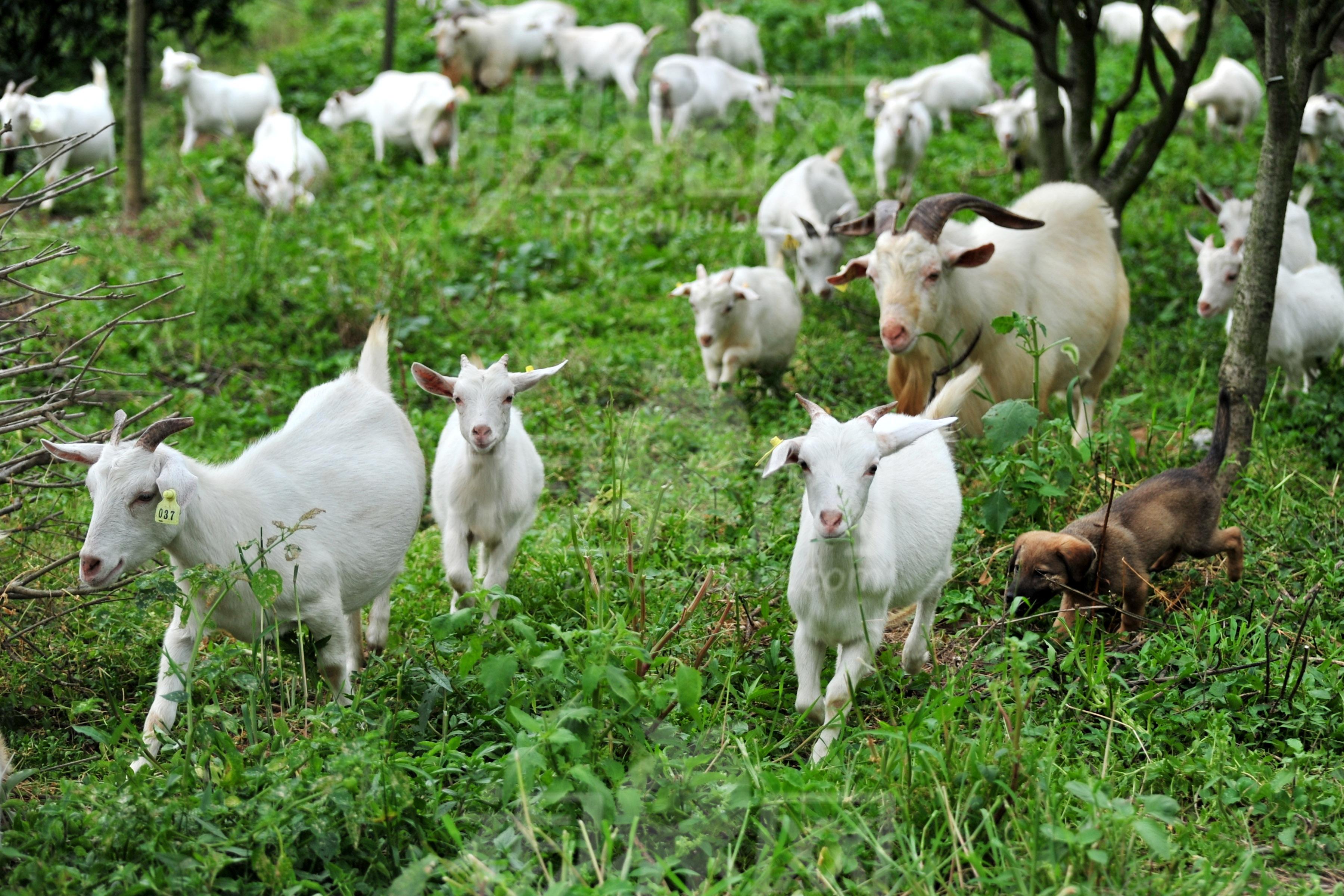 北川高山散养跑山羊肉，直播专用链接（现场挑选按实际称重）