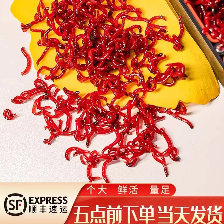 红虫活体活饵喂鱼活体鲜活钓鱼饵特大号天津红虫活饵鱼食野钓拉饵