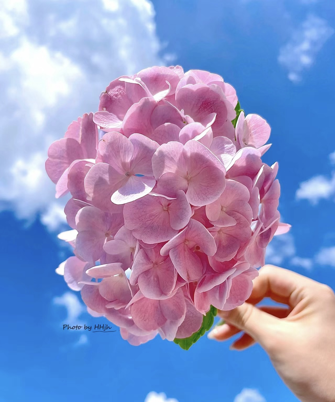 程程花园店-露天大花绣球【甜蜜幻想】新老枝条开花-桩子不带花发货