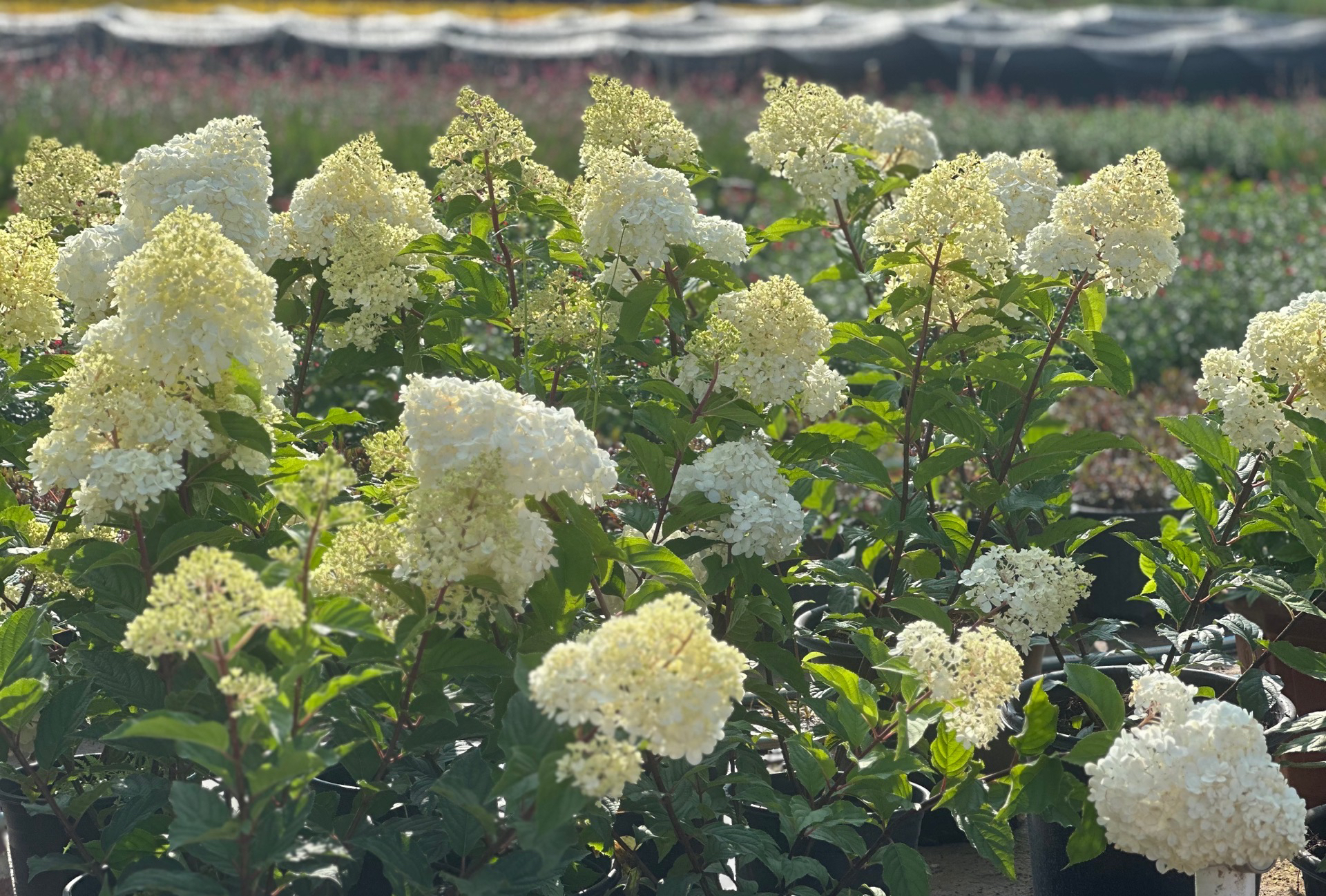 程程花园家-圆锥绣球-5加仑