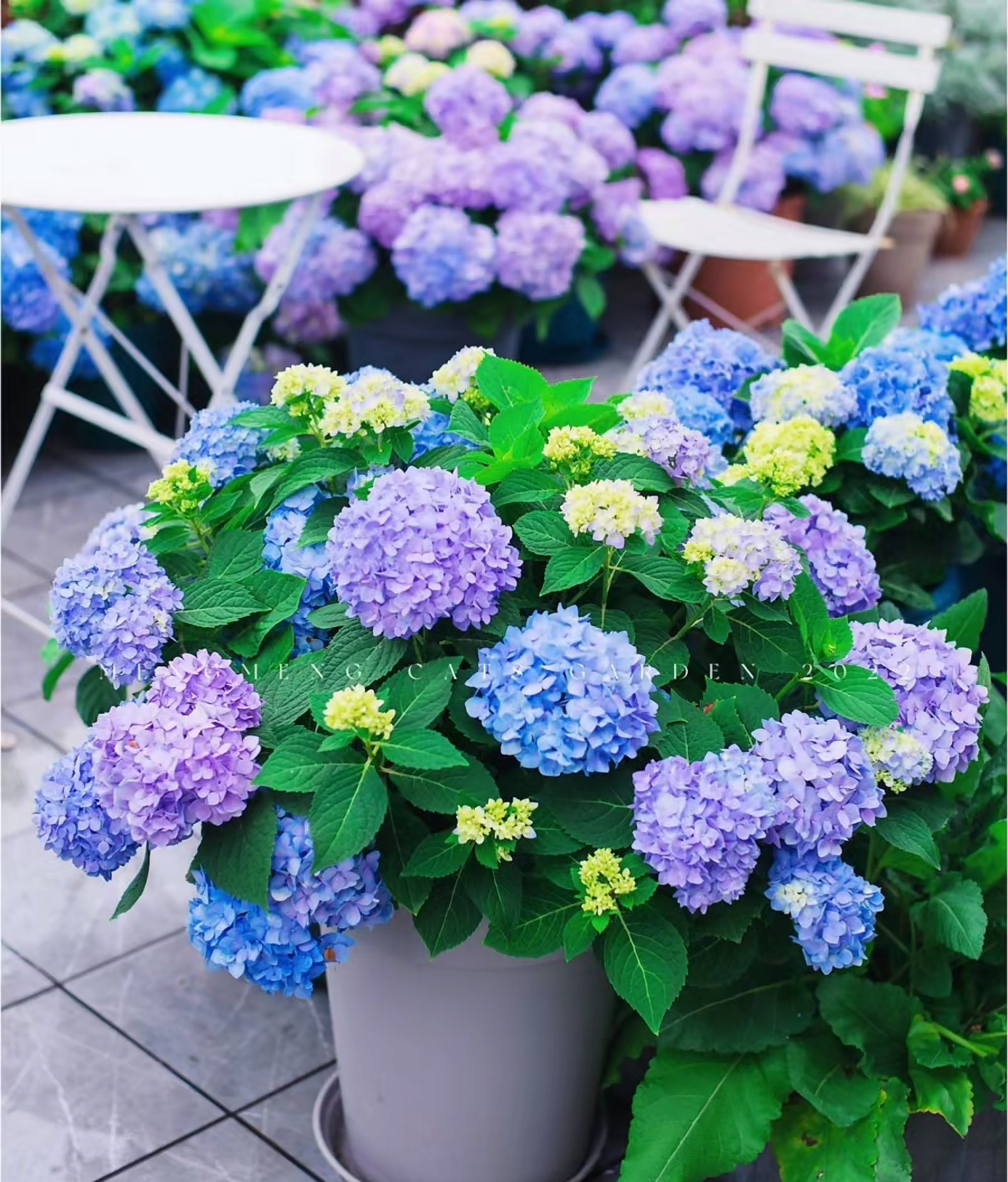 程程花园店-露天大花绣球【无尽夏】新老枝开花～桩子不带花发货