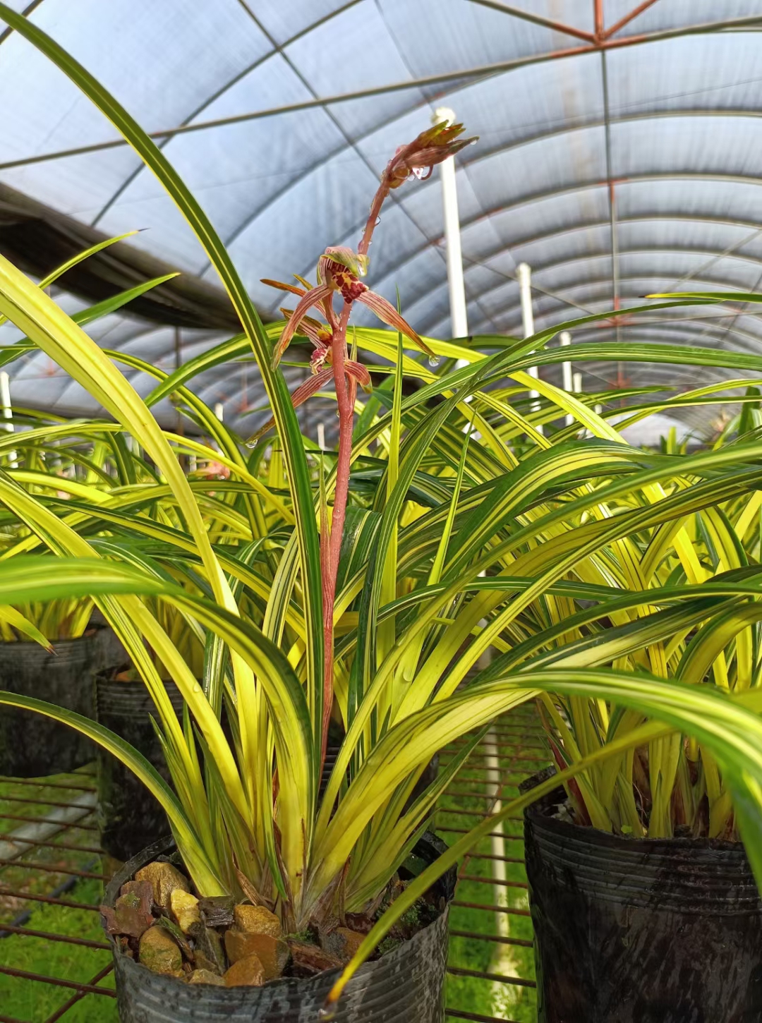 品种墨兰名称兰阳之花艺双全易养易成活盆栽盆景