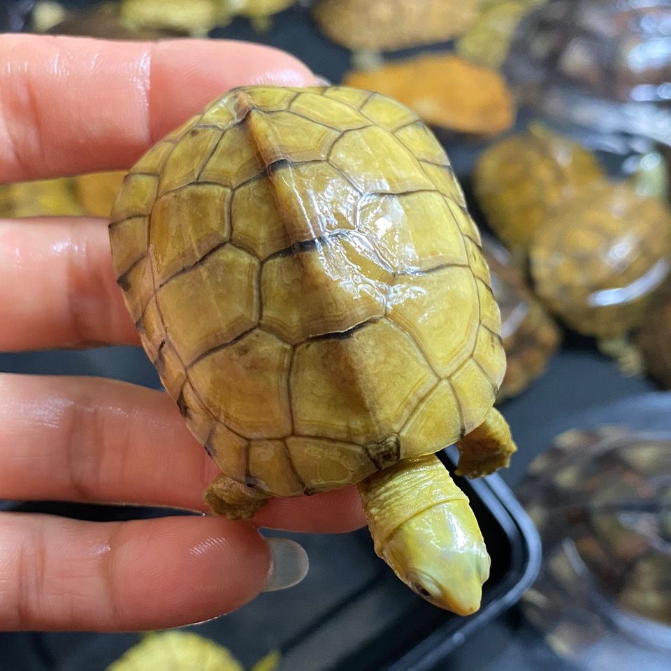 三黄小青观赏龟，外塘水绣小青