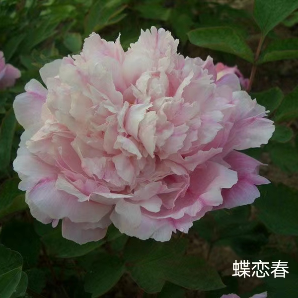 【国峰牡丹】蝶恋春-先发肥料 秋季发苗