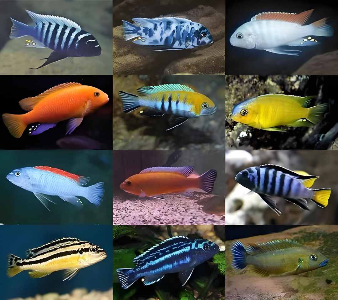 三湖慈鲷热带观赏鱼 福袋专用