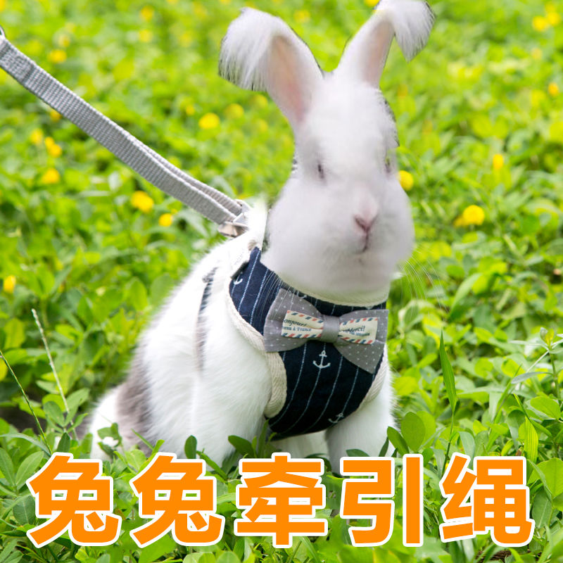 安哥拉兔子牵引绳宠物兔防挣脱外出兔兔防咬背心式溜兔子牵引绳