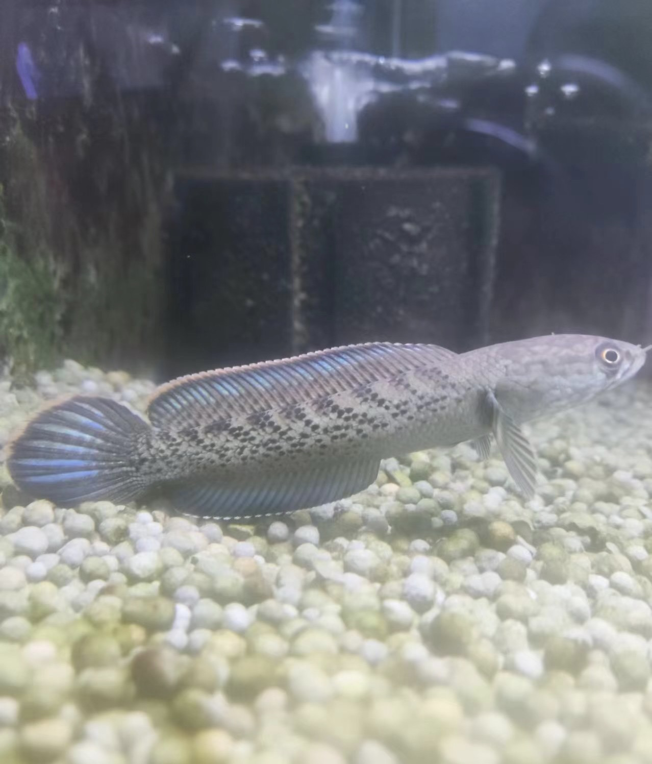 4-6鬼王雷龙   鱼