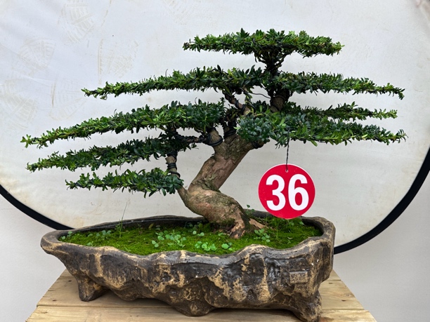 罗汉松盆景 一物一拍 红芽 米叶 小红帽 老桩盆景