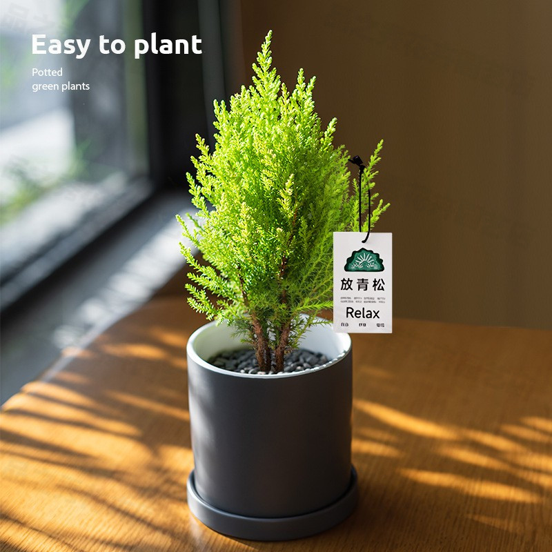 【放轻松】小香松圣诞树绿植柏树植物盆栽室内松柏礼品送礼物