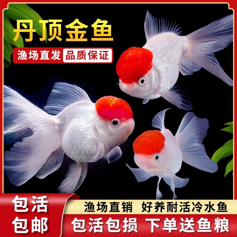 【顺丰发货】鹤顶红狮子头金鱼丹顶红金鱼冷水鱼金鱼观赏鱼淡水好养