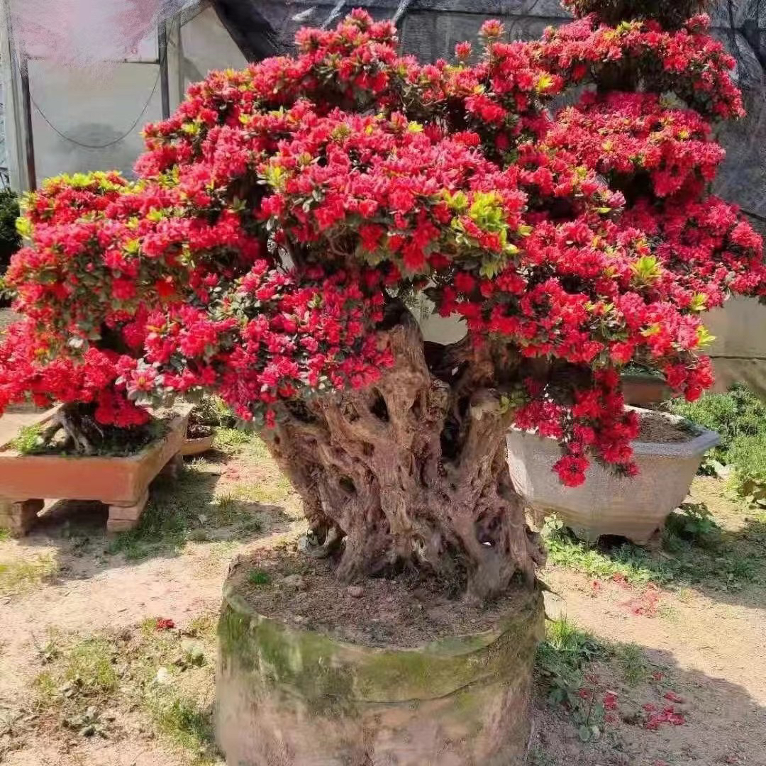 三角梅庭院绿化老桩（不包邮）四季常青落花不发货带花苞落叶花香