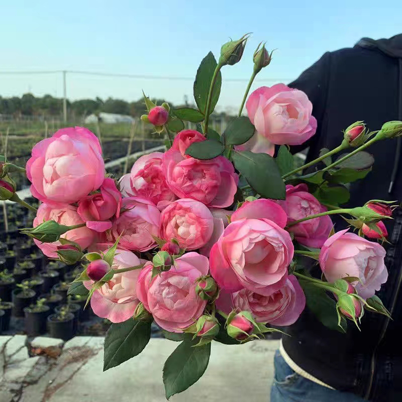 顺丰包邮 艾拉绒球爬藤月季 发货抗病好多头丰花拱门 花墙