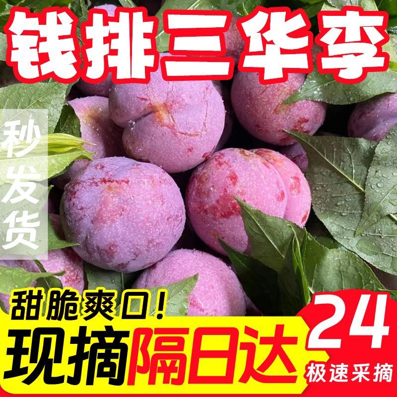 清园价正宗钱排三华李果园大果红心李银妃当季孕妇水果现摘现发