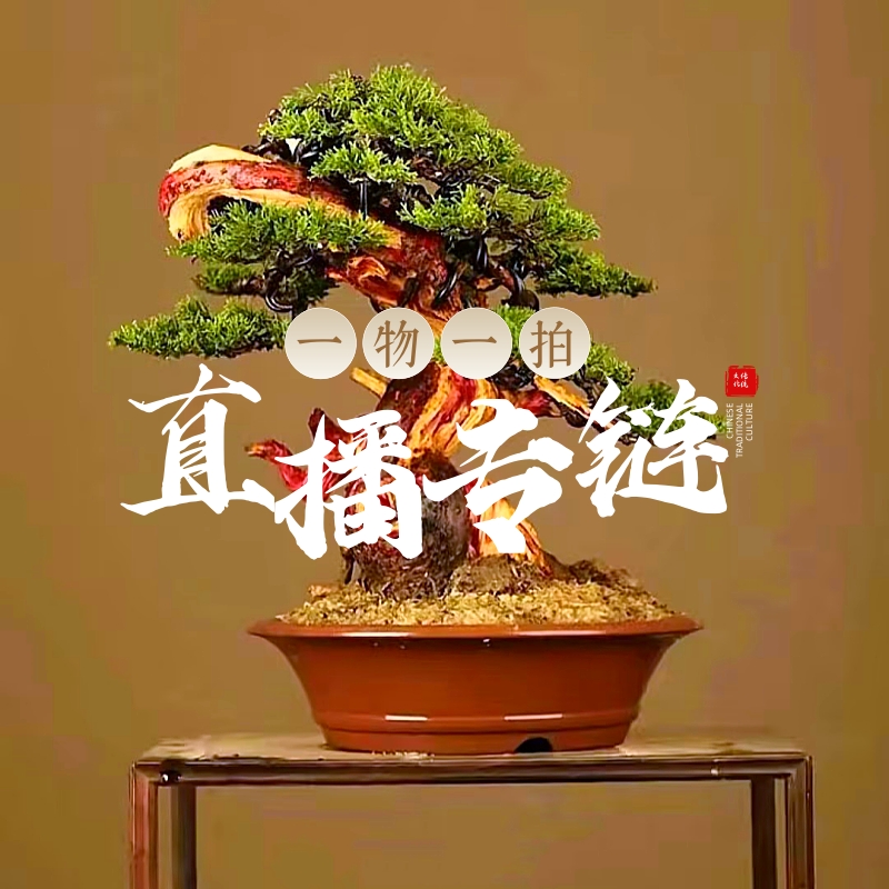 云栖园1号 直播专用链接 盆栽盆景小品 一物一拍 所见即所得 