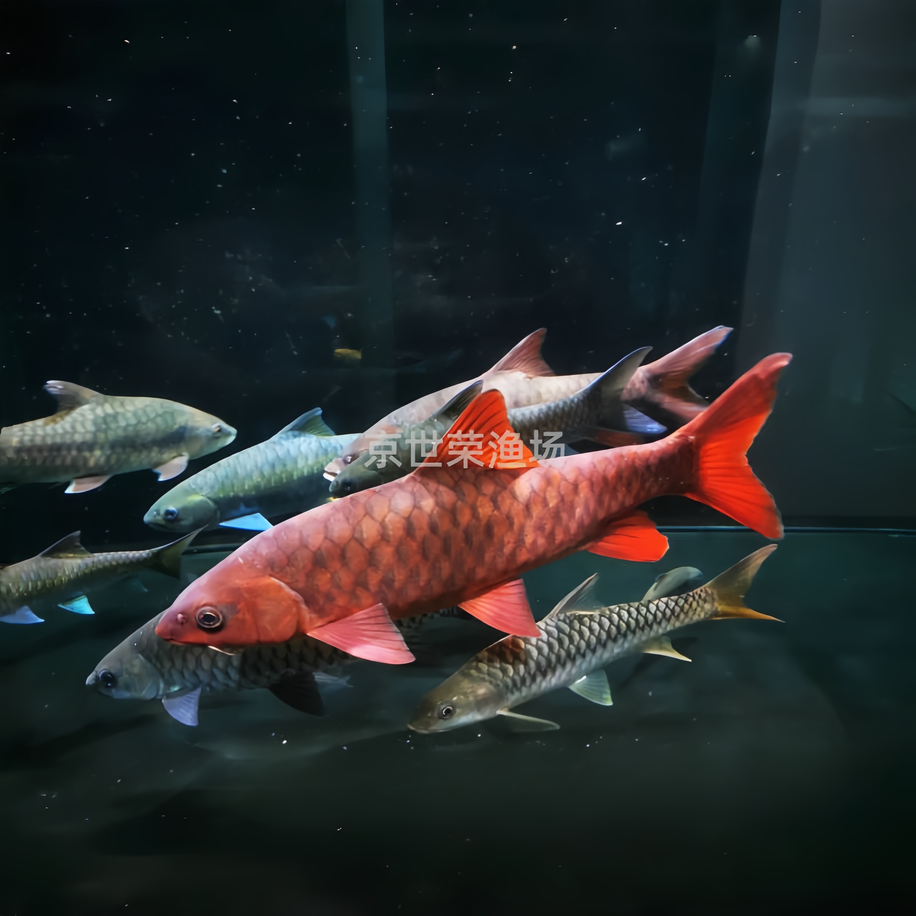 直播专用吉罗鱼改价链接哥拉巴拉红吉罗淡水观赏鱼活体