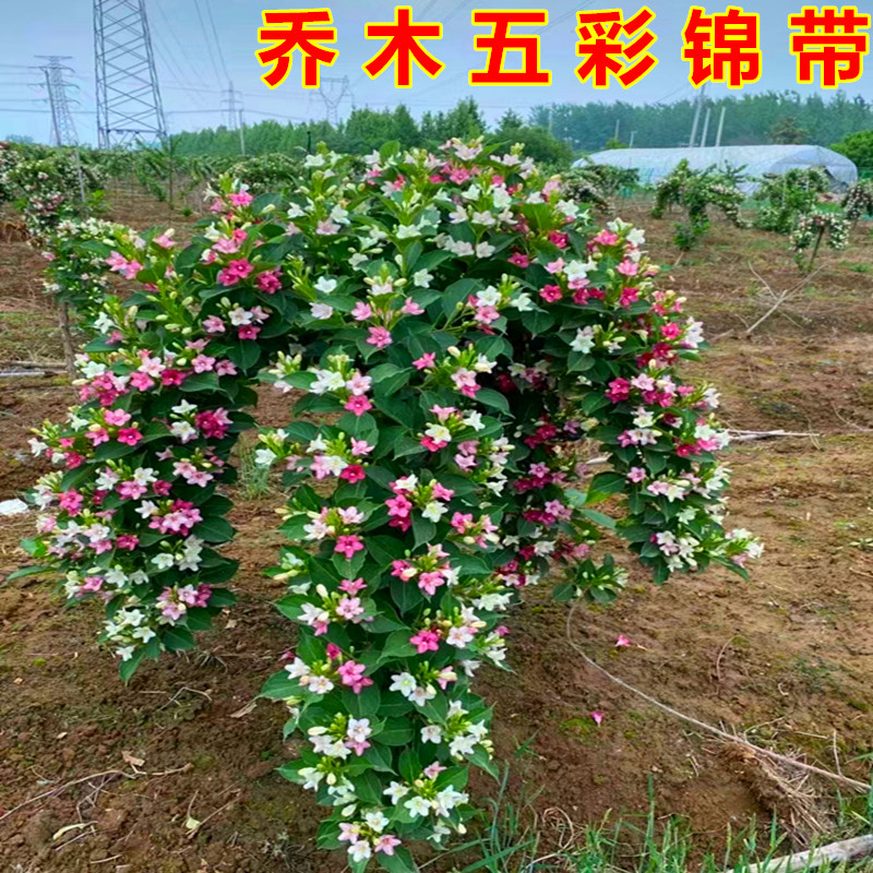乔木五彩锦带花树别墅庭院楼顶阳台盆栽抗寒抗旱四季适应品种植物