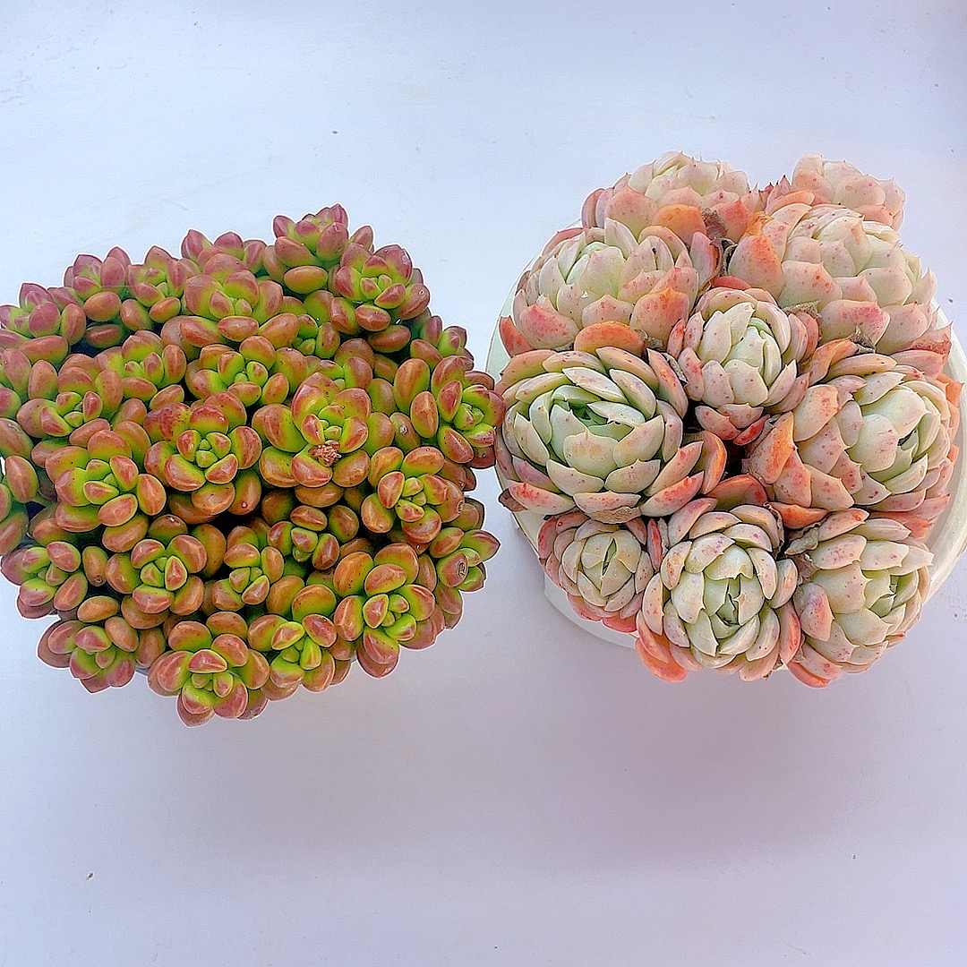 香豆豆＋小贝瑞（买一送一）带盆 美观 多肉植物 星花怒放