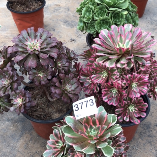 法师多肉植物醉*法师多肉植物3773