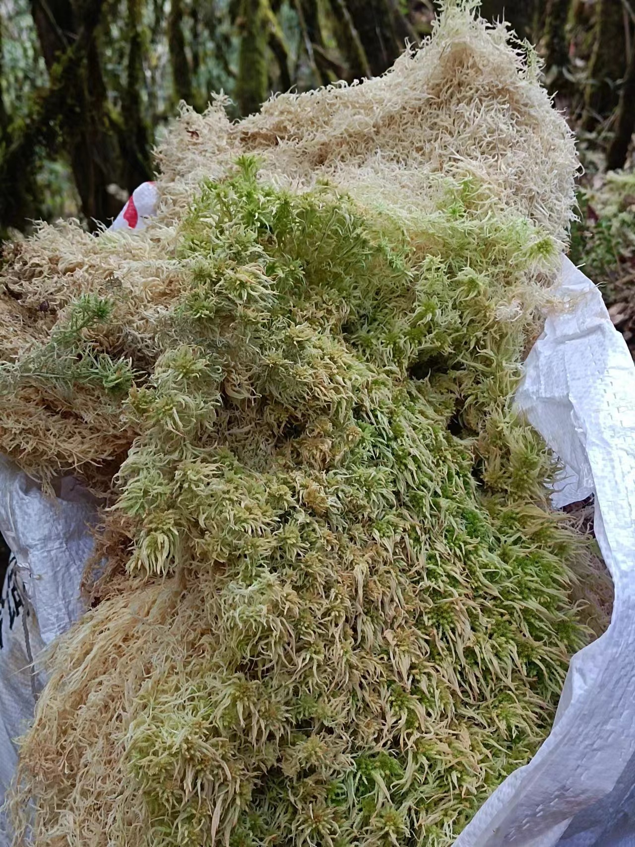 优质高山水苔兰花盆面铺设