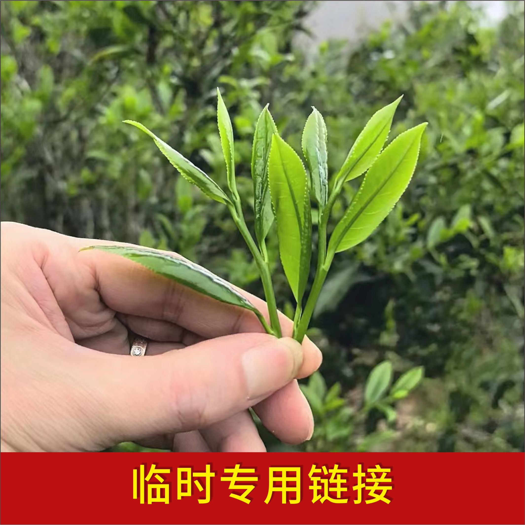雨施万物特级凹富后临时茶叶临时专用链接 