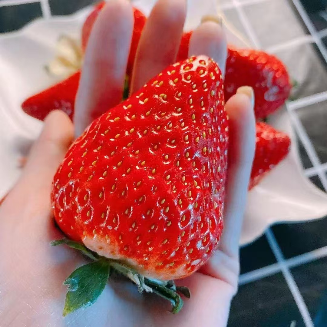 正宗99草莓新鲜草莓红颜奶油草莓新鲜不支持拦截退换拒收改地址