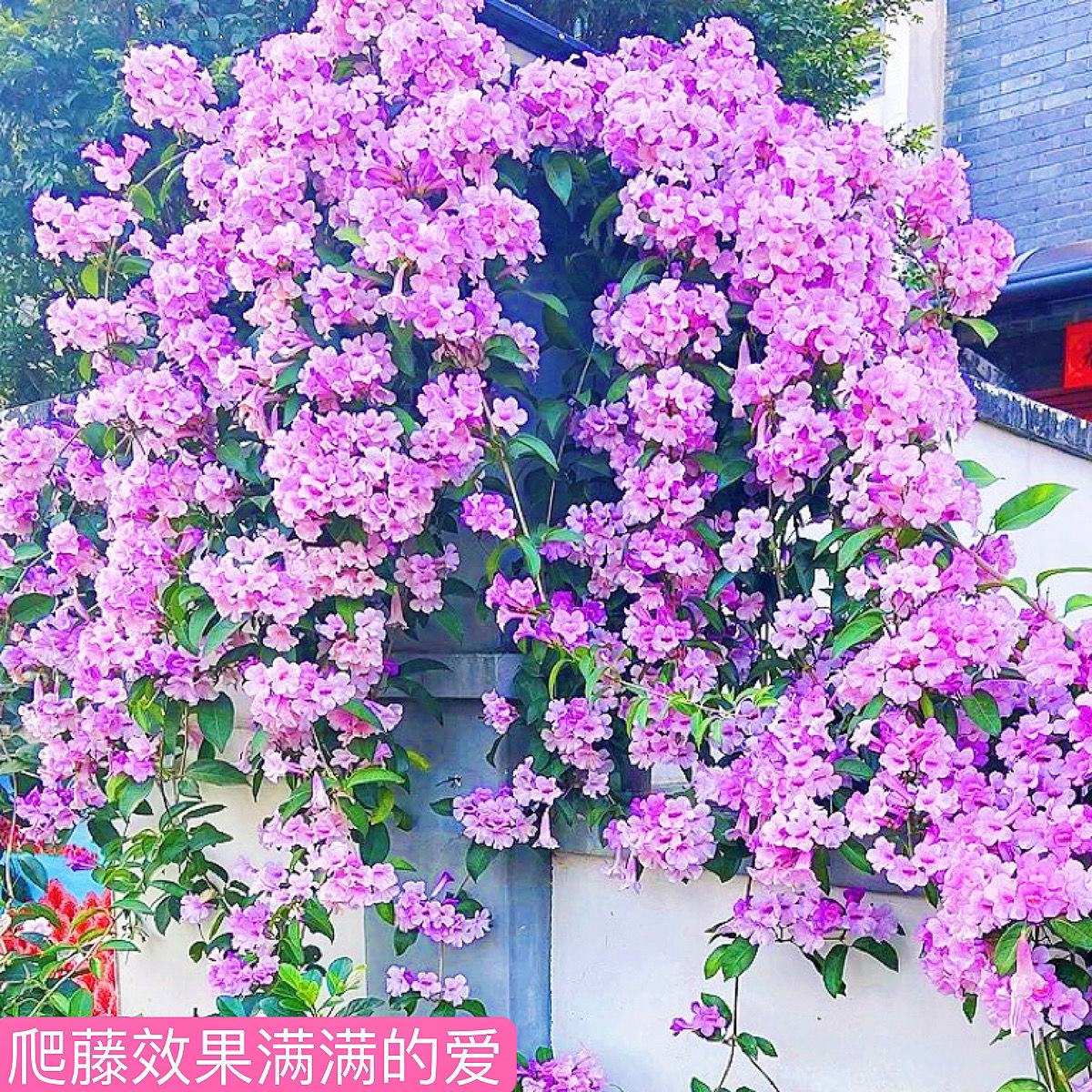攀爬植物蒜香藤花苗藤藤本花根叶藤带蒜香味庭院花卉盆栽植物紫铃