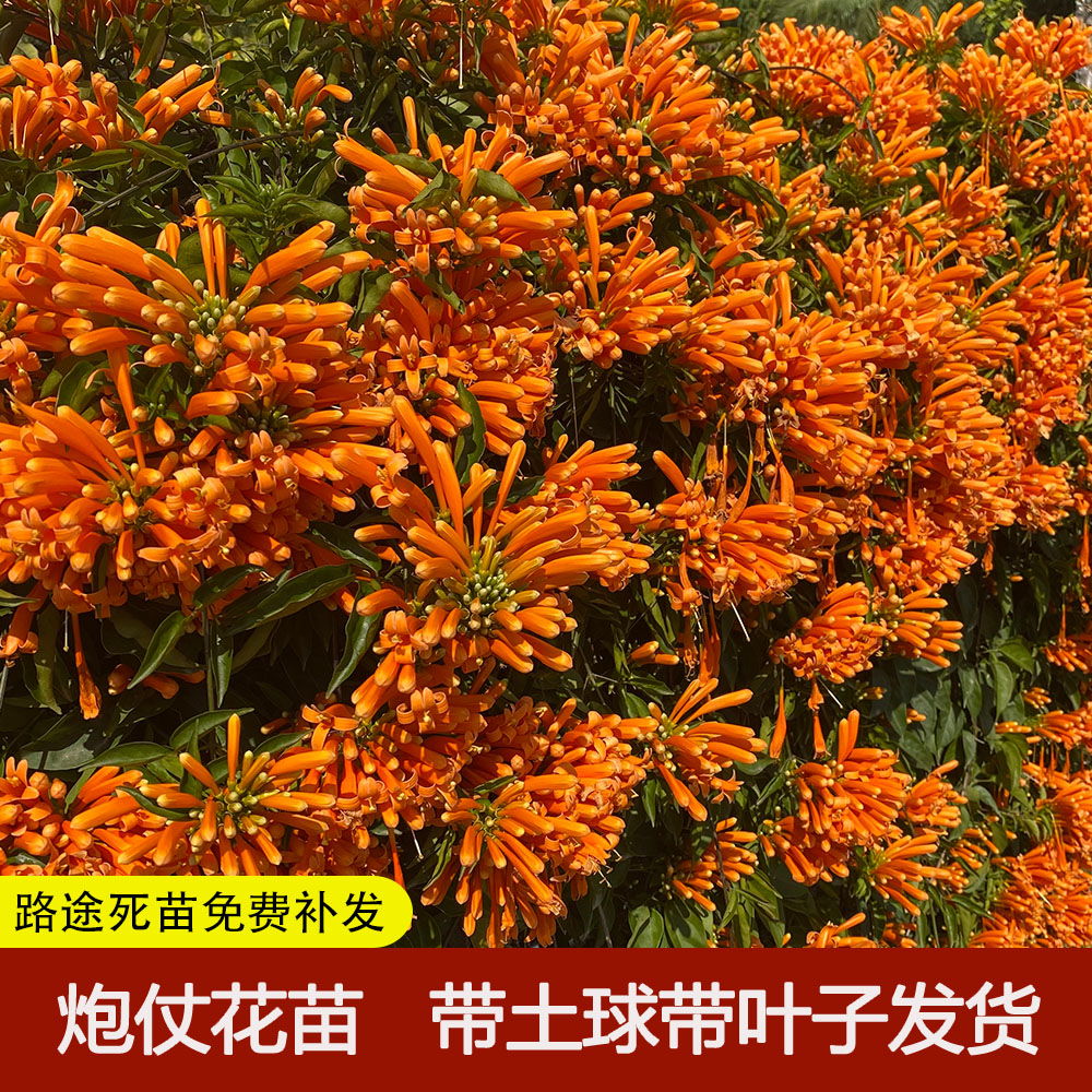 爬藤植物炮仗花苗盆栽四季常绿爬藤植物攀爬植物庭院围墙垂吊花苗