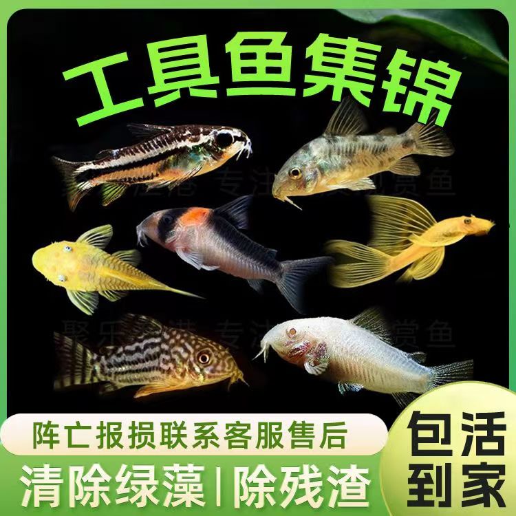 工具鱼观赏鱼热带鱼淡水鱼好养耐活清洁鱼缸吃粪便繁殖小鱼清残渣