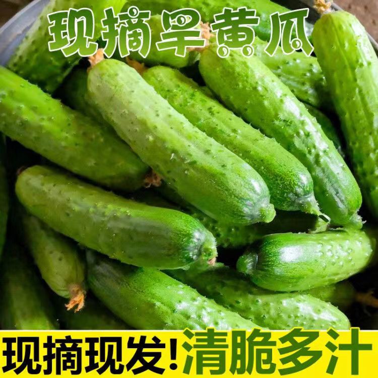 东北旱黄瓜开园了新鲜早晨采摘