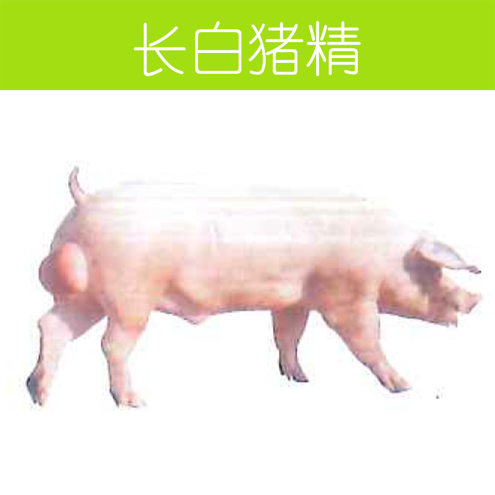 粤湘优质长白猪精70ml 现采顺丰快发 高品质种公猪精 标准化生产