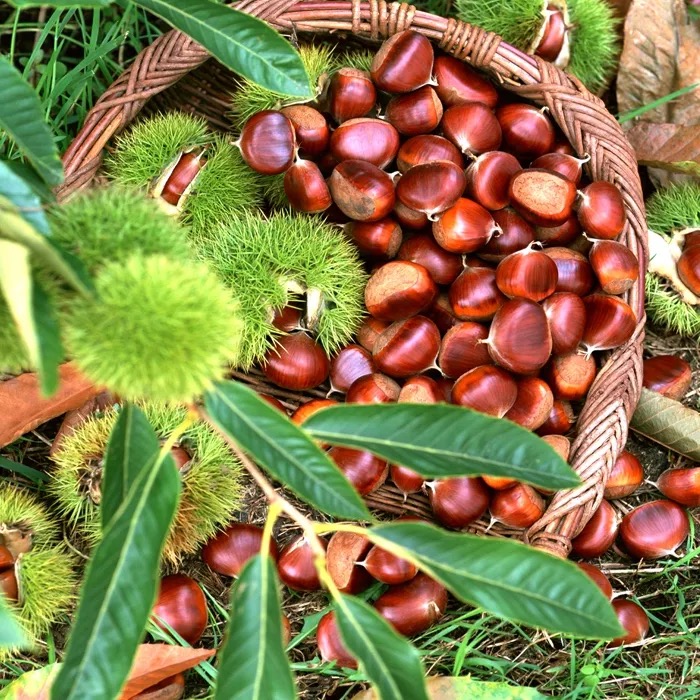 迁西板栗313大果（45粒左右/斤）