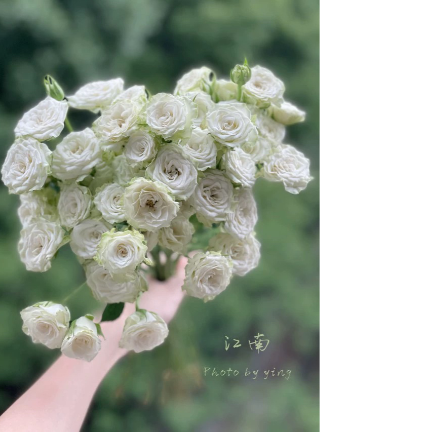 【方德中小型花苞】70A【嘉禾】江南多头玫瑰【不保水】任意2单