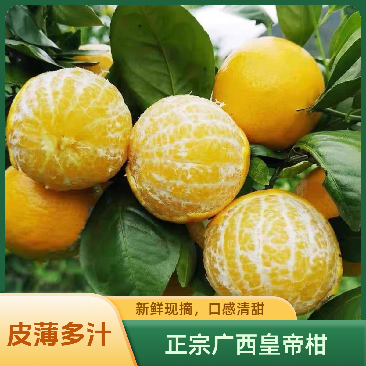 【广西皇帝柑】原产地直发新鲜采摘皮薄多汁当季水果