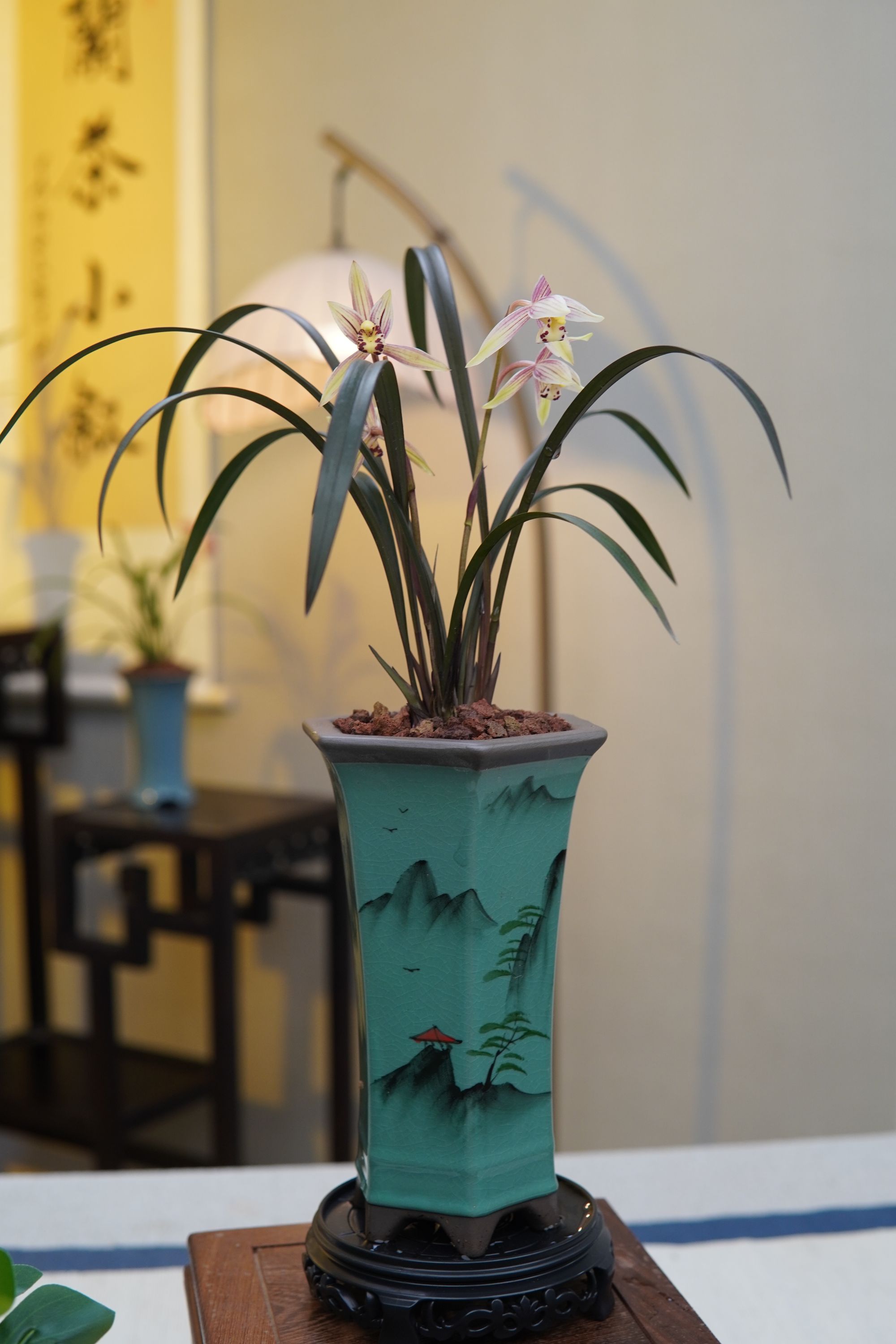 精品兰花【寒兰红草】精致好看开花浓香客厅办公室桌面绿植室内盆栽