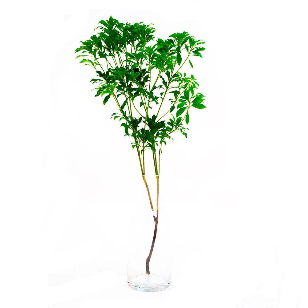 马醉木 切枝 150cm 1枝