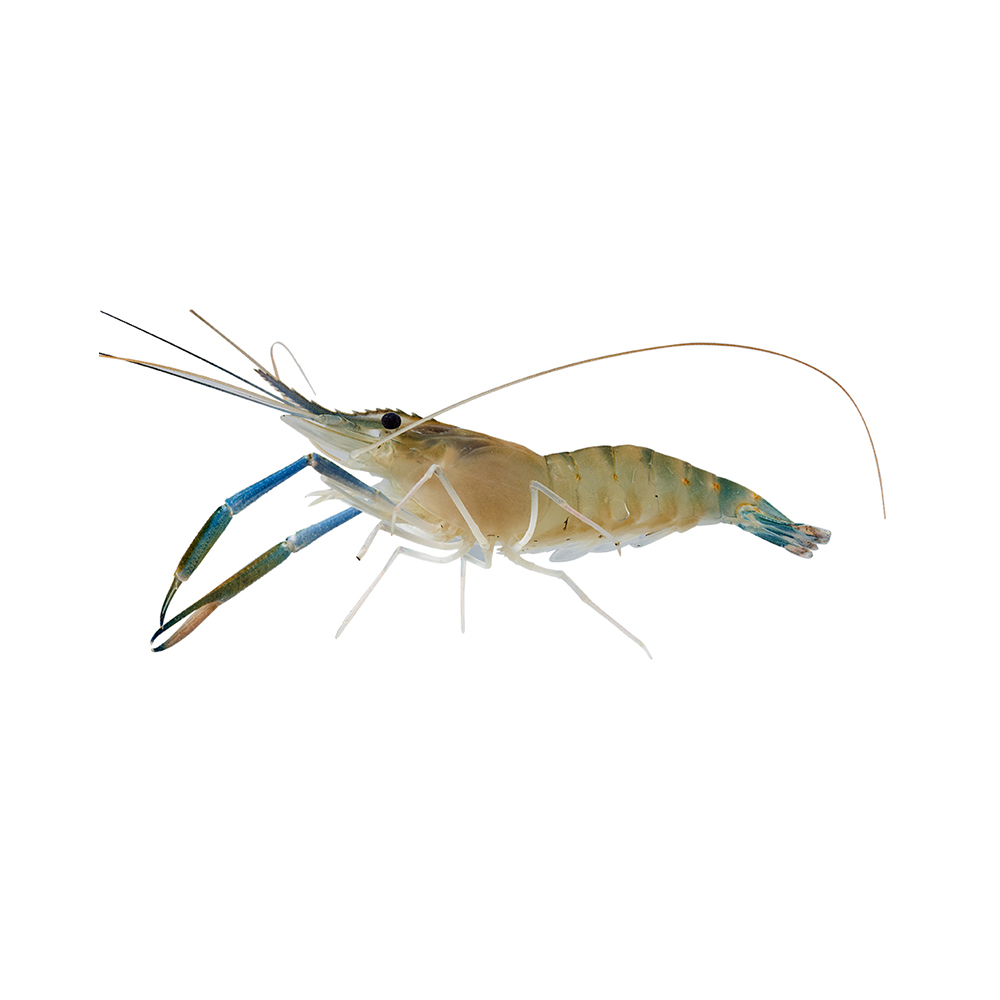 鲜活 淡水罗氏沼虾 350g/份(30-35只/500g)