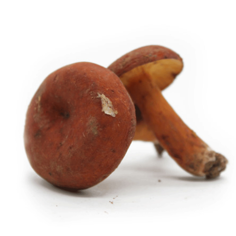 野生奶浆菌 150g