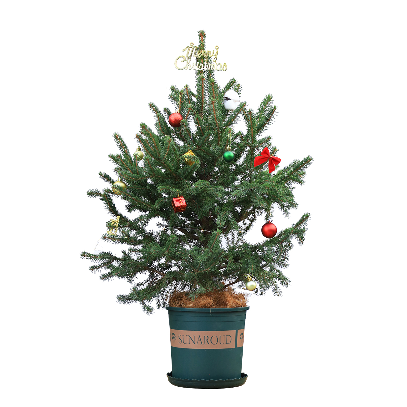 圣诞树 云杉 60cm 1盆