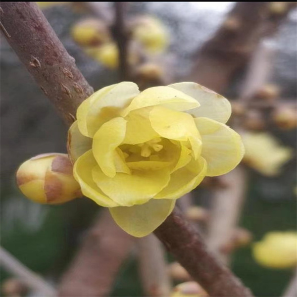 大花素心腊梅绿植浓香型花卉抗冻耐寒耐高温带花苞花期长好养易活