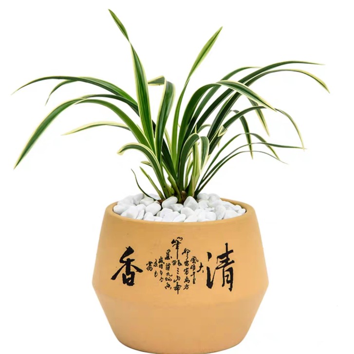 兰花苗  春兰矮种金边线艺 （如意荷）室内盆栽花卉绿植物好养